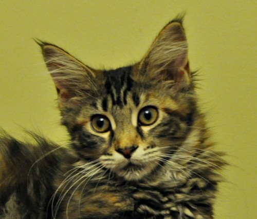 Reprezentacyjna koteczka Maine Coon Fabienne