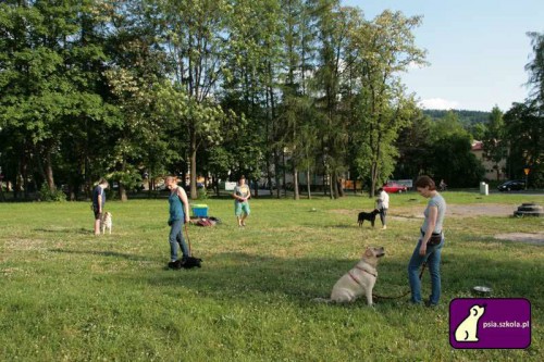 psia szkoła – monika suchowiak pozytywne szkolenie psów