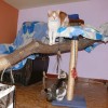 Hotel dla kotów - Zdjęcie 1