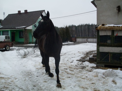 klacz rasy wielkopolskiej 9 lat z paszportem koń konie