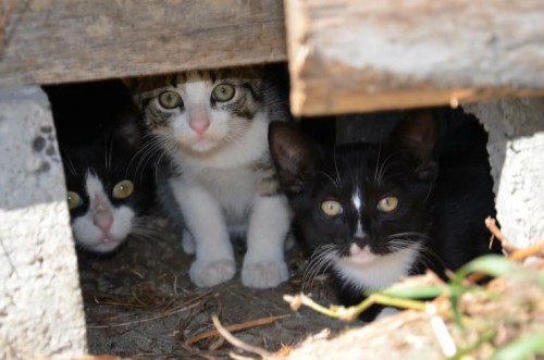 Trzy zadbane, przepiękne kocięta szukają pilnie domów !