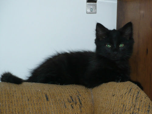 CzuCzu puchaty, czarny 2-miesięczny kotek