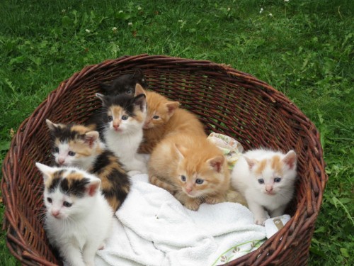 Małe,śliczne kotki szukają domu:)