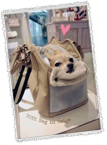 Puppy Star – Luksusowy sklep dla psa