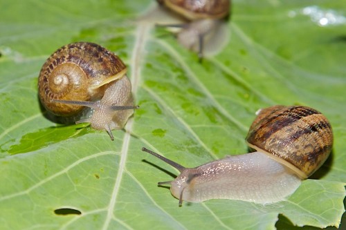 Reproduktory i oseski ślimaka