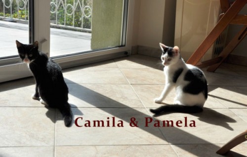 Pamela (biała w czarne kropy) & Camila (pingwinka) – ur. ok 10 czerwca  2013