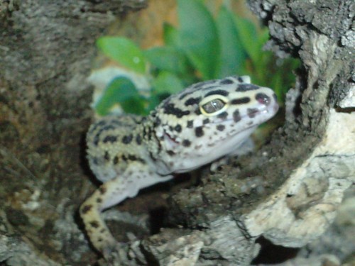 Jaszczurka Gekon Lamparci (samica,oswojona)