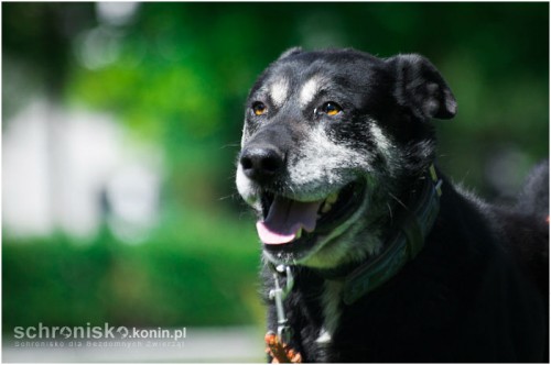 Cezar – radosny i energiczny psiak szuka domu. Kogo oczaruje jego psi uśmiech?:)