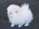 Teacup-Pomeranian-Puppies-For-Sale-1