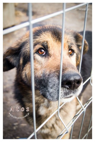 Atos – pies w typie owczarka niemieckiego czeka na domek