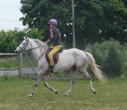 Zajeżdżanie i objeżdżanie/podjeżdżanie koni na miejscu u właściciela(Bydgoszcz,Kuj-Pom)