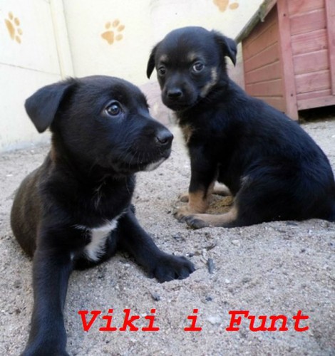 Przesłodkie szczeniaki Viki i Funt do pilnej adopcji