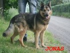 Jonas (2)