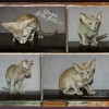 Kocięta peterbald na sprzedaż - Zdjęcie 3