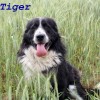 Tiger (2)