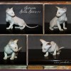 Kocięta peterbald na sprzedaż - Zdjęcie 1