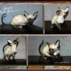 Kocięta rasy peterbald - Zdjęcie 3