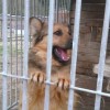 OMAR - śliczny, przyjazny psiak szuka domu - Zdjęcie 2