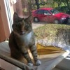 Majeczka - osierocona koteczka szuka kochającego domu - Zdjęcie 1