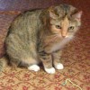 Majeczka - osierocona koteczka szuka kochającego domu - Zdjęcie 3