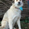 Greta psia piękność w kolorze bieli - Zdjęcie 2