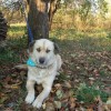 Greta psia piękność w kolorze bieli - Zdjęcie 3