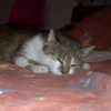 Buba - spokojna kocica po zmarłym opiekunie - Zdjęcie 1