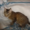 Młodziutki tygrysek Bartuś do adopcji - Zdjęcie 3