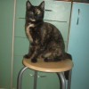 Mamba - szylkretowa młoda koteczka do adopcji - Zdjęcie 1