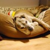 Ami cudowna psina szuka domu na stare lata - Zdjęcie 3