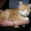 Rudy kotek, ocalony od śmierci na ulicy, szuka domu. - Zdjęcie 1