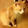 Rudy kotek, ocalony od śmierci na ulicy, szuka domu. - Zdjęcie 2