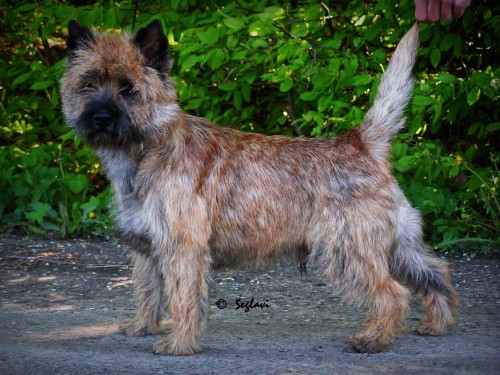 Cairn Terrier – rodowodowe (ZKwP/FCI) szczenięta