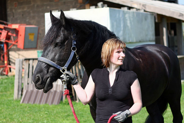 BLACK FRISIAN HORSE3