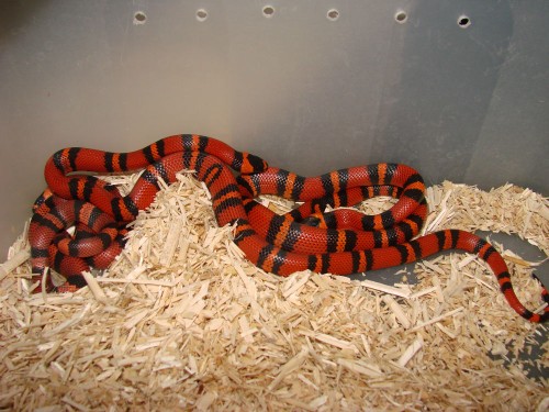 honduraski wąż mleczny