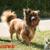 Borek (3)