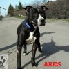 Ares (4)