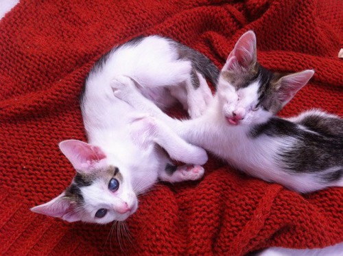 Kociaki uratowane z piwnicy potrzebują kochającego domu