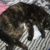 Mamba - szylkretowa młoda koteczka do adopcji - Zdjęcie 2