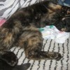 Mamba - szylkretowa młoda koteczka do adopcji - Zdjęcie 3