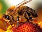 pszczola 1